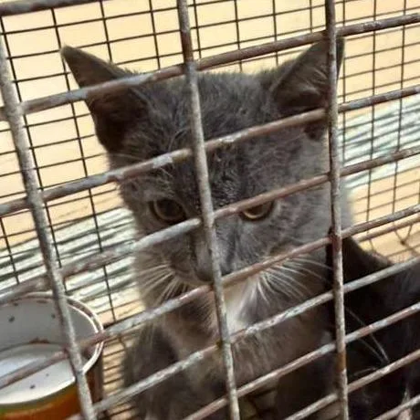 A baby small-sized male Gray / Blue / Silver Domestic Short Hair cat named Franklin for adoption in Gadsden, AL