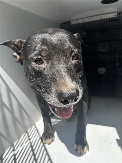 An adult medium-sized male Labrador Retriever dog named A for adoption in Houston, TX