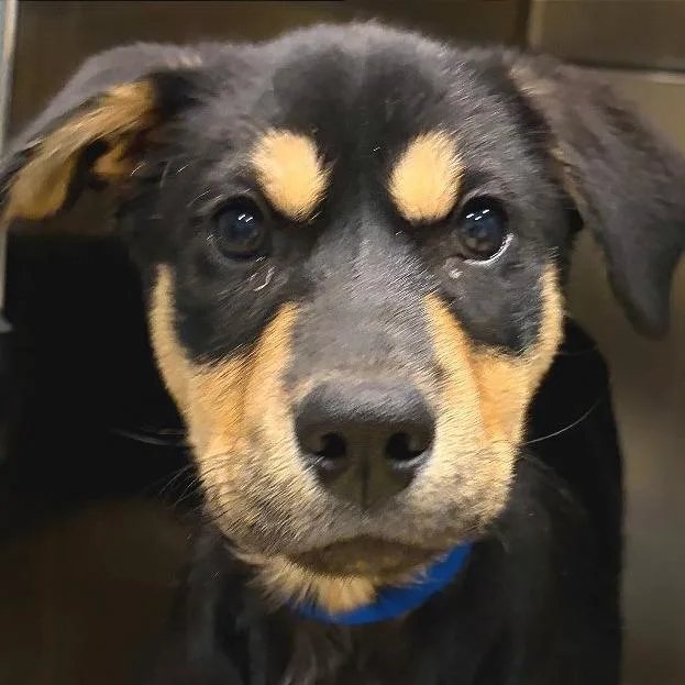 A young small-sized female Black Mixed Breed dog named Wublett for adoption in Chattanooga, TN