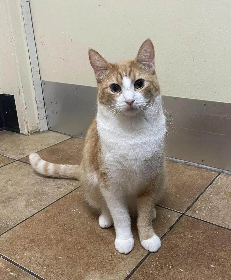 A young medium-sized female Orange & White Domestic Short Hair cat named Cora Hale for adoption in HEMET, CA