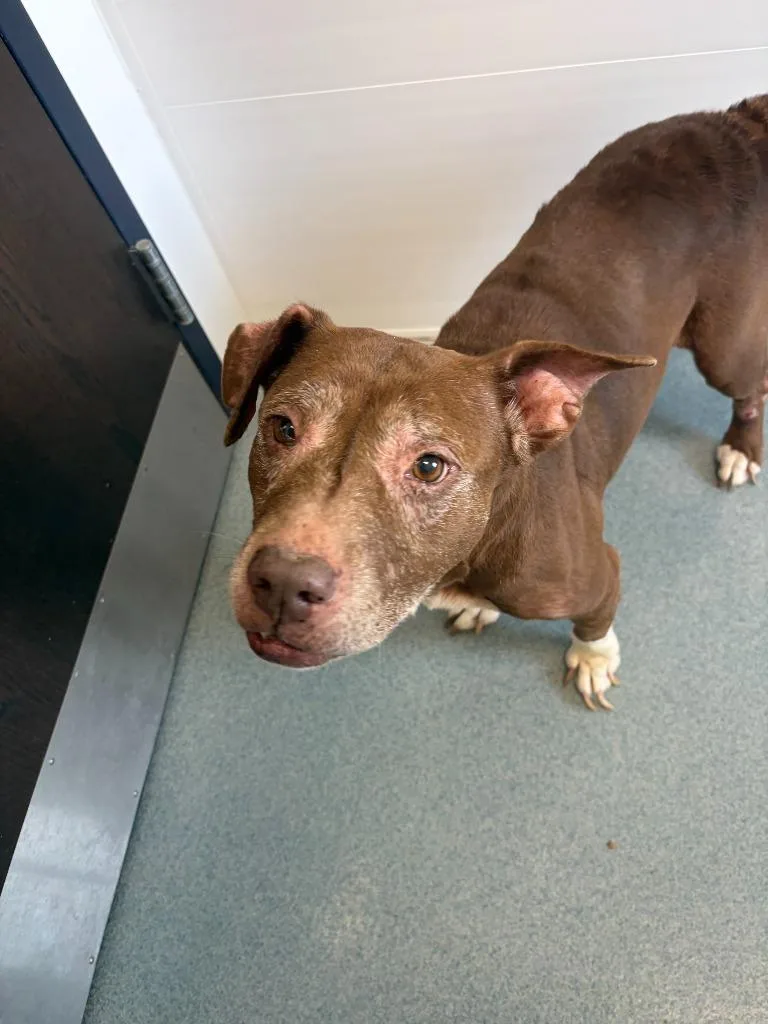 A senior medium-sized female Pit Bull Terrier dog named Maple for adoption in Portland, IN