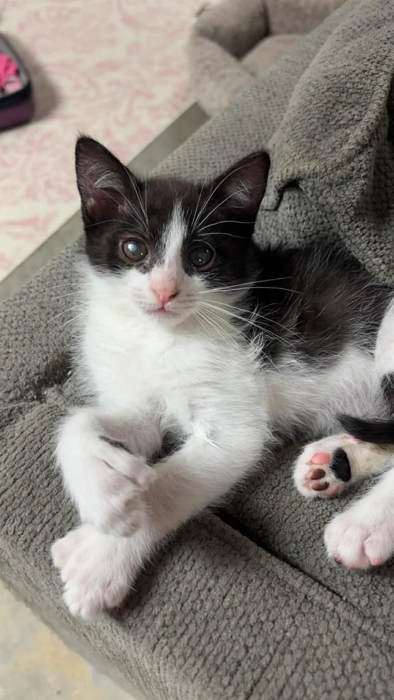 A baby medium-sized female Black & White / Tuxedo Domestic Medium Hair cat named Roxie for adoption in Aberdeen, NC