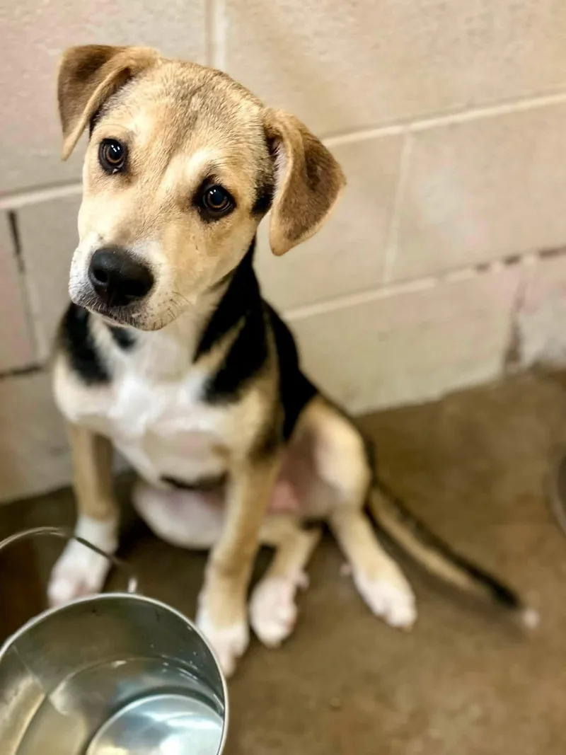 A young large-sized female Black Mixed Breed dog named Blueberry for adoption in Sherman, TX