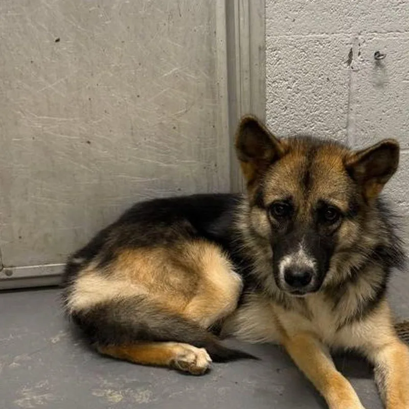 An adult medium-sized female German Shepherd Dog dog named Billyjean for adoption in Kingman, AZ