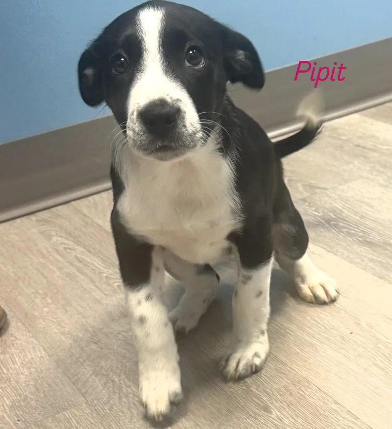 A baby medium-sized female Black Hound dog named Pipit for adoption in Ulster, PA