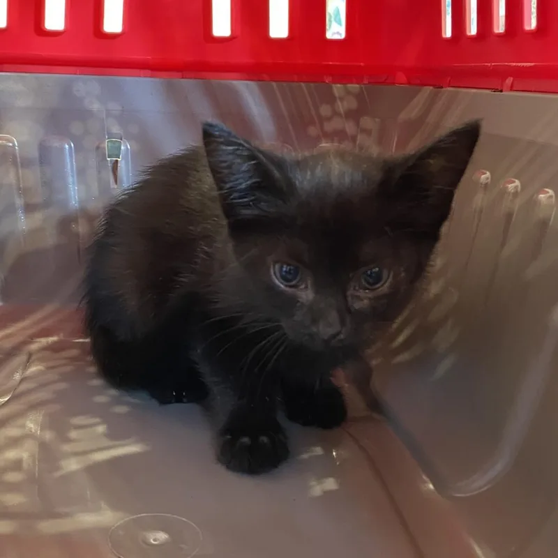 A baby small-sized female Black Domestic Short Hair cat named Ivy for adoption in Lynchburg, VA