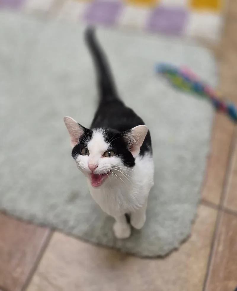 A baby medium-sized male Domestic Short Hair cat named Piglet for adoption in South Bend, IN