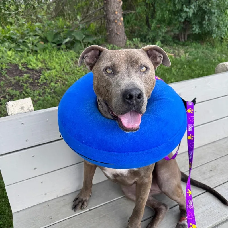 An adult large-sized male Gray / Blue / Silver Mixed Breed dog named James Bond for adoption in Waukesha, WI