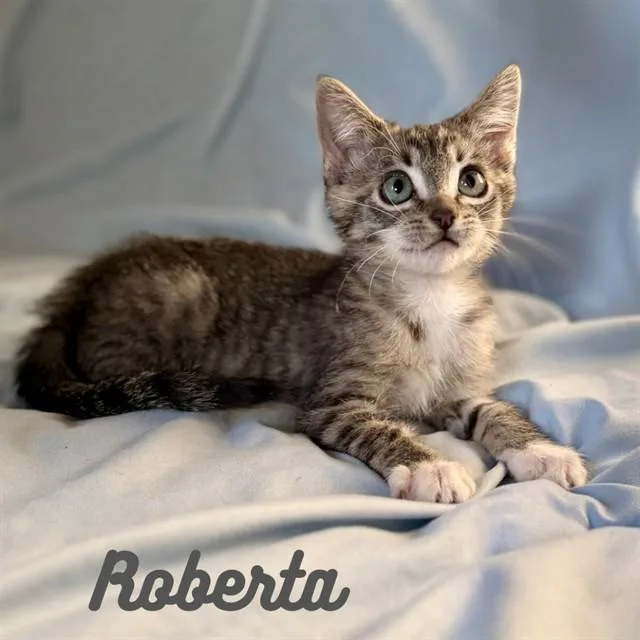 A baby small-sized female Domestic Medium Hair cat named Roberta for adoption in Auburn, CA