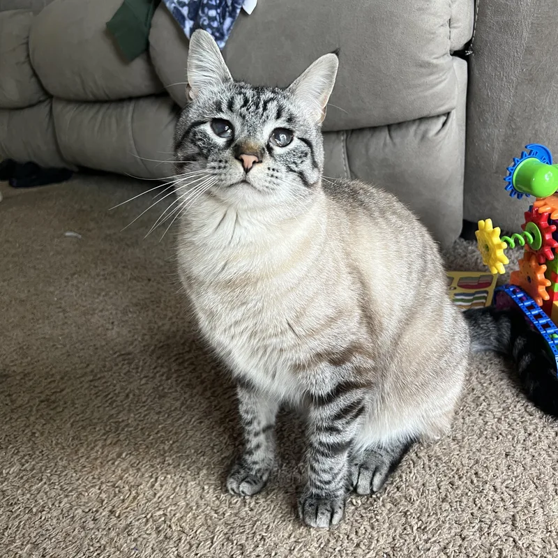 An adult medium-sized male Siamese cat named Tetsu for adoption in Bentonville, AR