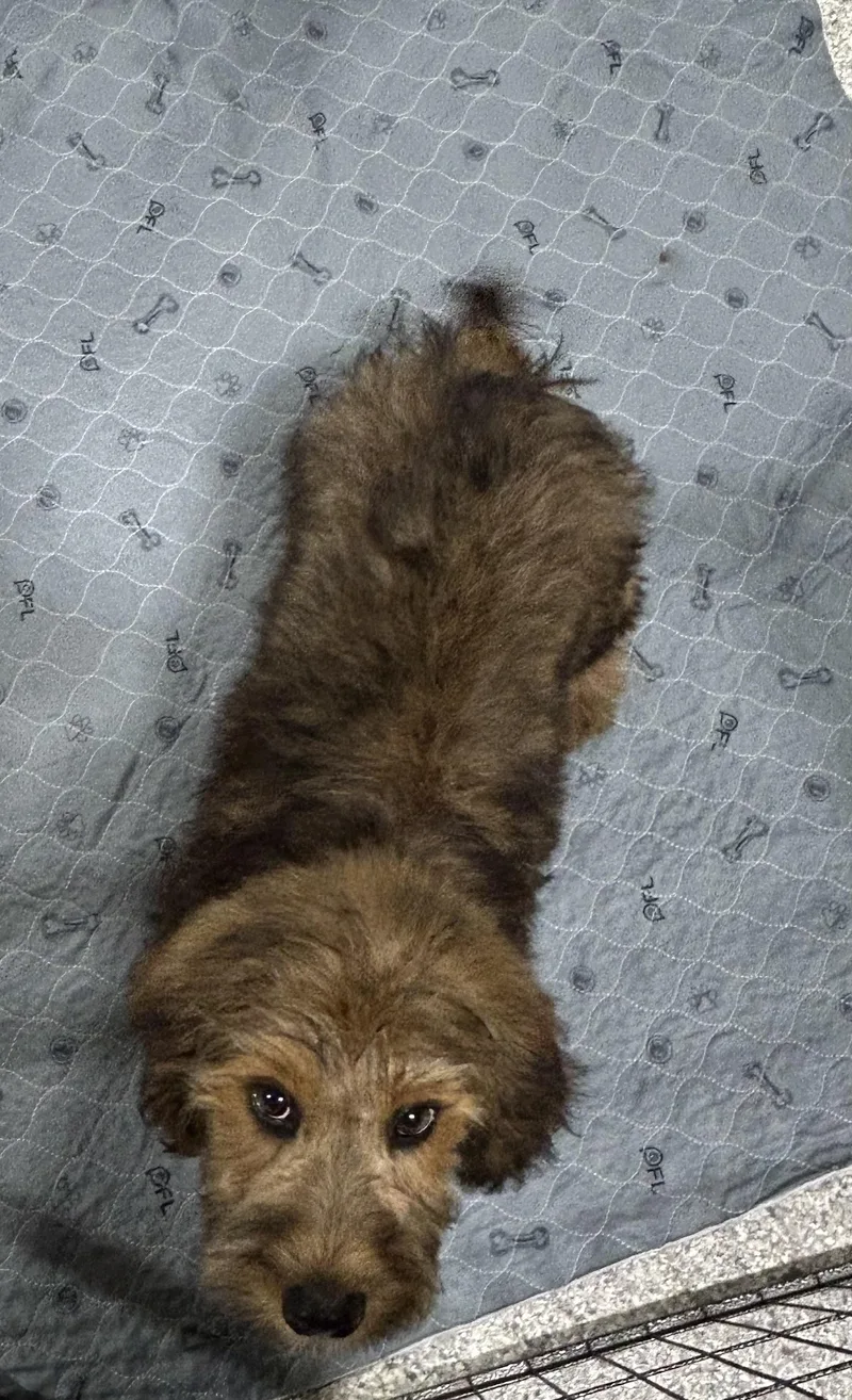 A baby small-sized male Wheaten Terrier dog named Paulie the Whoodle for adoption in Antwerp, OH