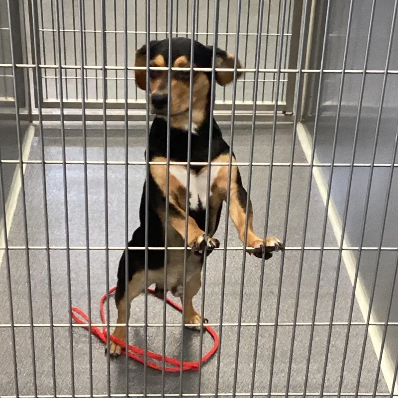 An adult small-sized male Black Beagle dog named Max for adoption in Montgomery, AL