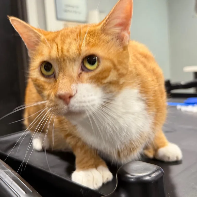 An adult extra large-sized male Orange / Red Domestic Short Hair cat named Strudel for adoption in Tampa, FL