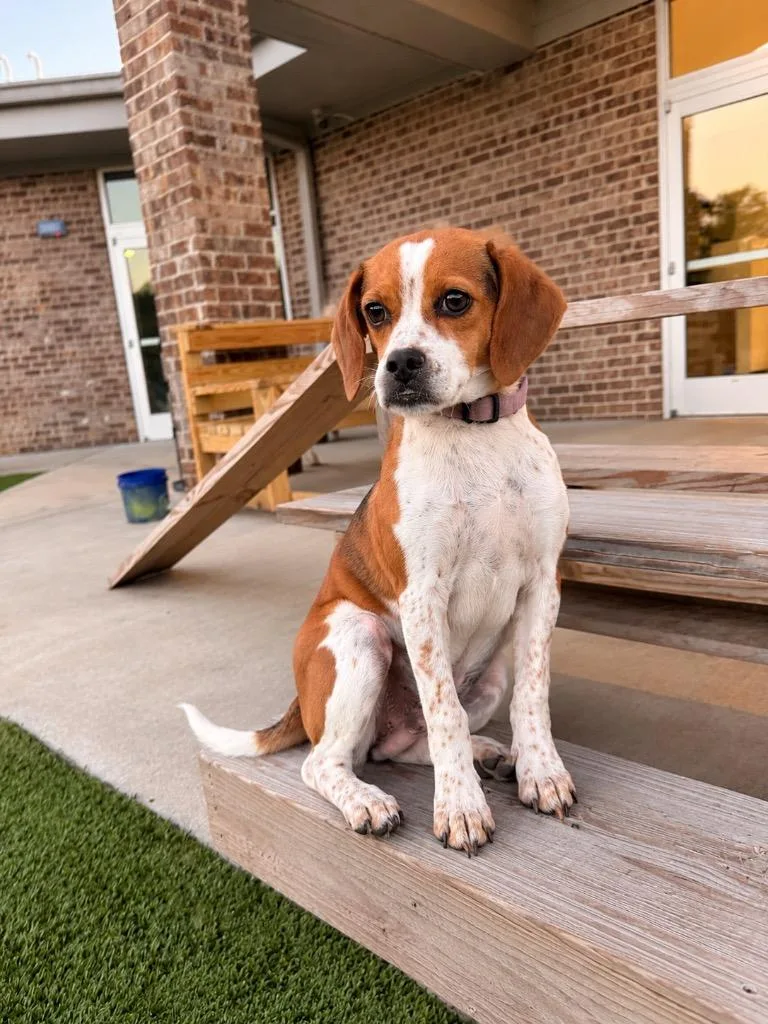 A young small-sized female Beagle dog named Laney for adoption in Dalton, GA
