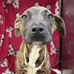 A young medium-sized female Brindle Hound dog named Erin for adoption in Tampa, FL