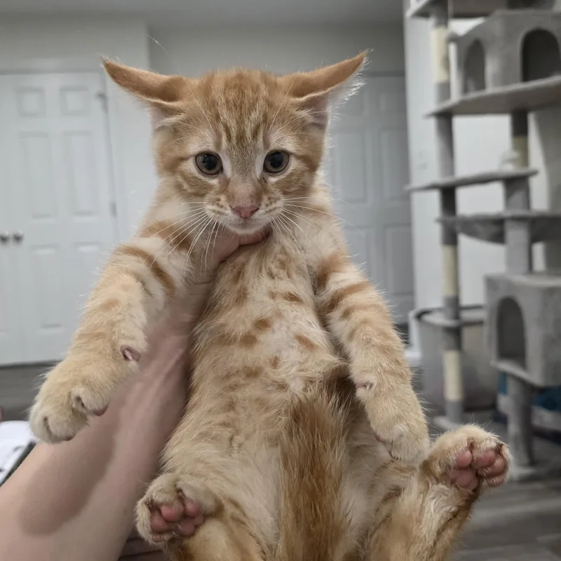 A baby medium-sized male Orange / Red Domestic Short Hair cat named Hedwig for adoption in Moriches, NY