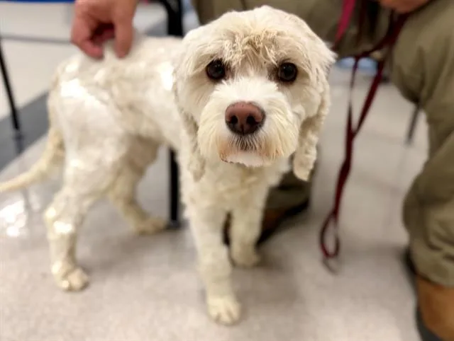 A young medium-sized female Poodle dog named Butter for adoption in Santa Rosa, CA