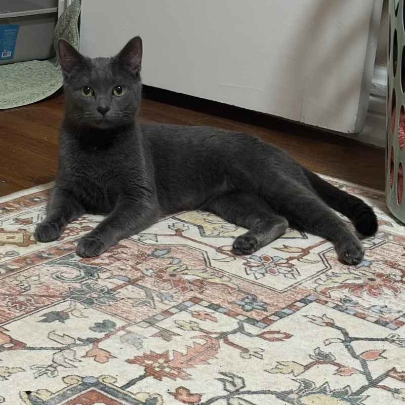 A young medium-sized female Gray / Blue / Silver Domestic Short Hair cat named Jazzy for adoption in Canal Fulton, OH