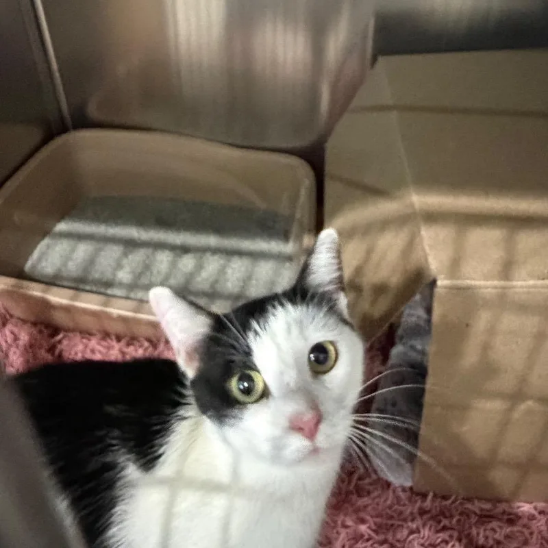 A young medium-sized female Domestic Short Hair cat named Natasha for adoption in Fairmont, WV