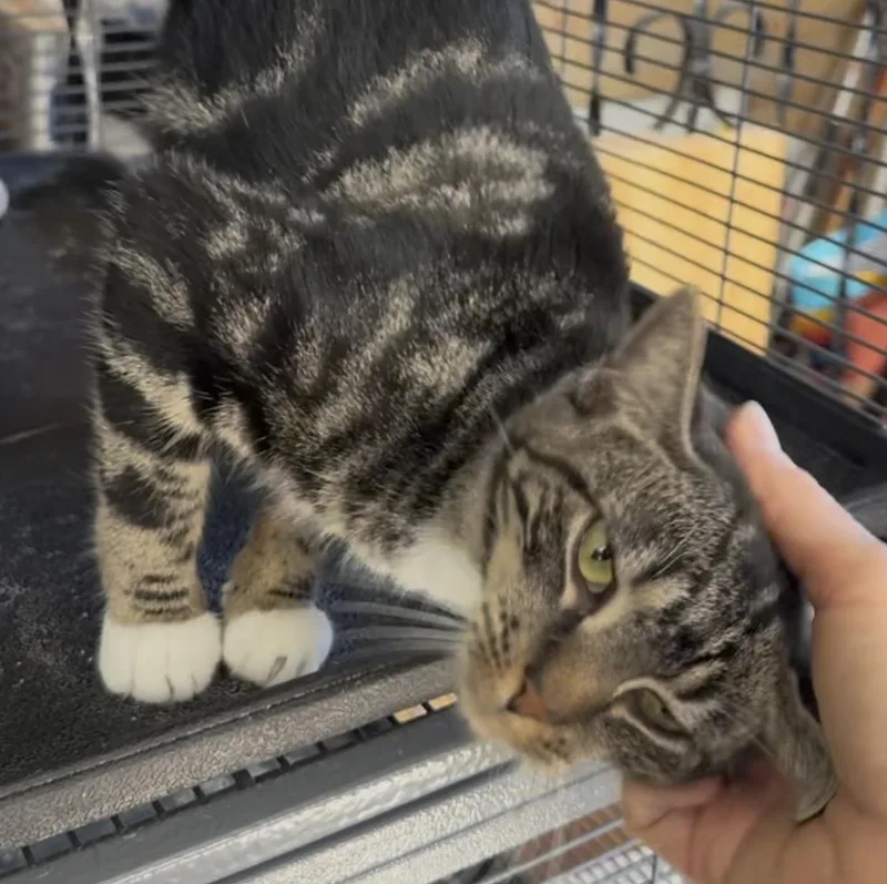 A baby medium-sized female Tabby (Brown / Chocolate) Tabby cat named Miss Mia for adoption in Harrisburg, PA