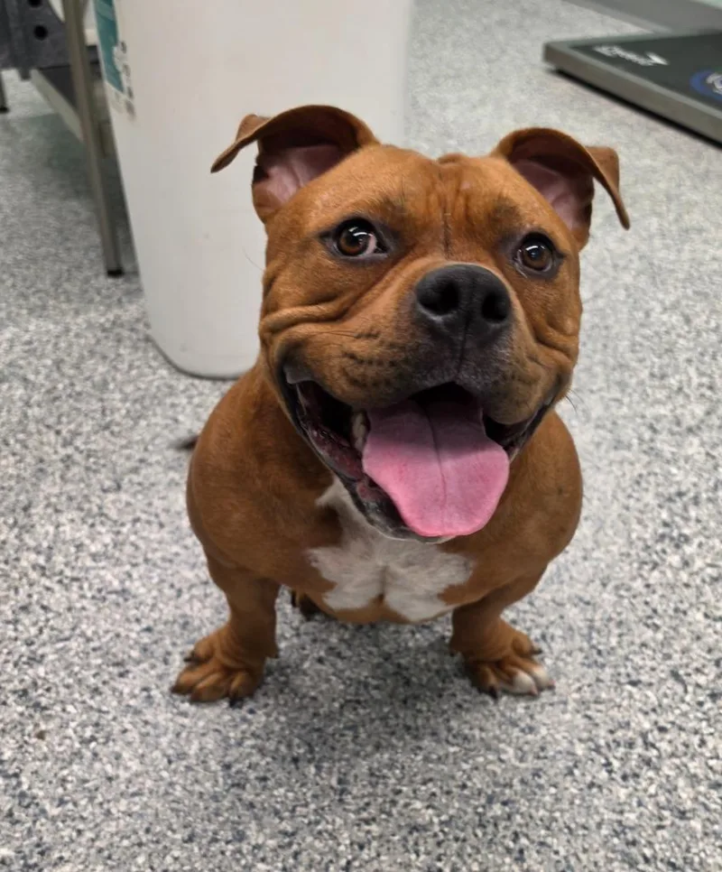 A young medium-sized female Terrier dog named Princess for adoption in Athens, TN