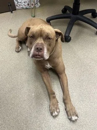 An adult large-sized male Mixed Breed dog named Rocco for adoption in Palm Coast, FL