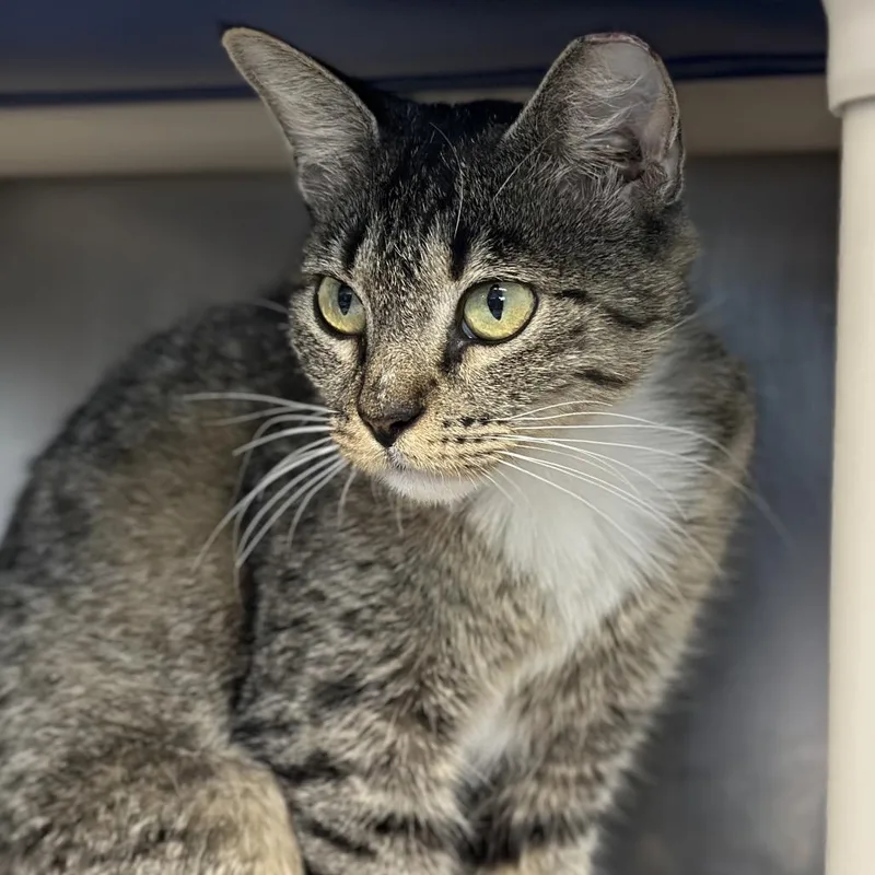 A young medium-sized female Brown / Chocolate Domestic Short Hair cat named May for adoption in Austin, TX