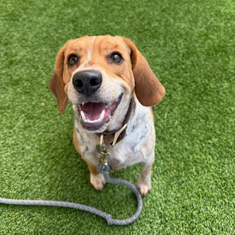An adult medium-sized male Brown / Chocolate Beagle dog named Rambo for adoption in Warwick, RI