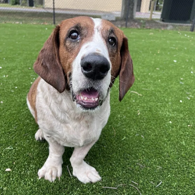 Pluto Potato thumbnail 2