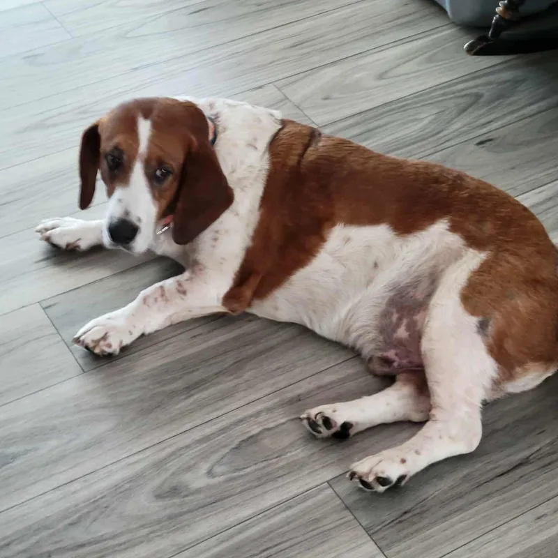 Pluto Potato thumbnail 3