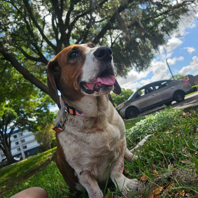 Pluto Potato thumbnail 4