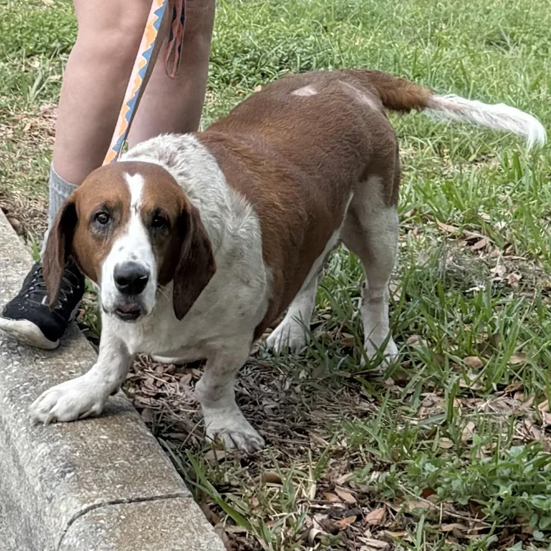 Pluto Potato thumbnail 5