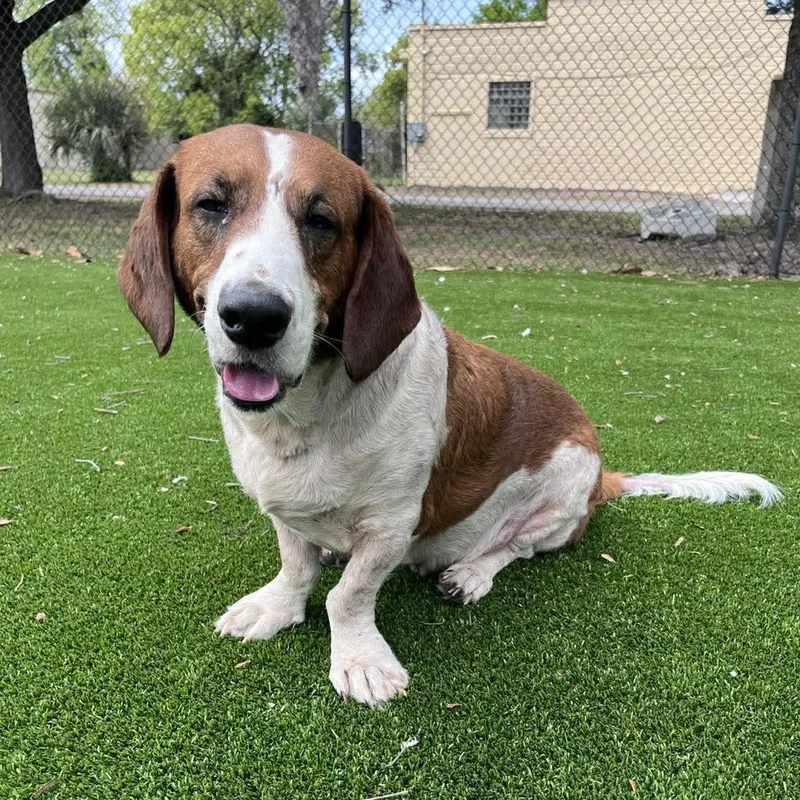 An adult large-sized male Red / Chestnut / Orange Basset Hound dog named Pluto Potato for adoption in Port Saint Lucie, FL