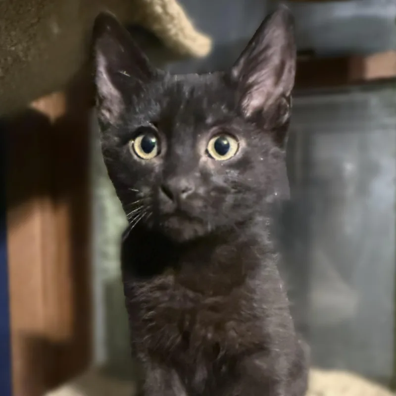 A baby medium-sized female Black Domestic Short Hair cat named Blanche for adoption in De Soto, IA