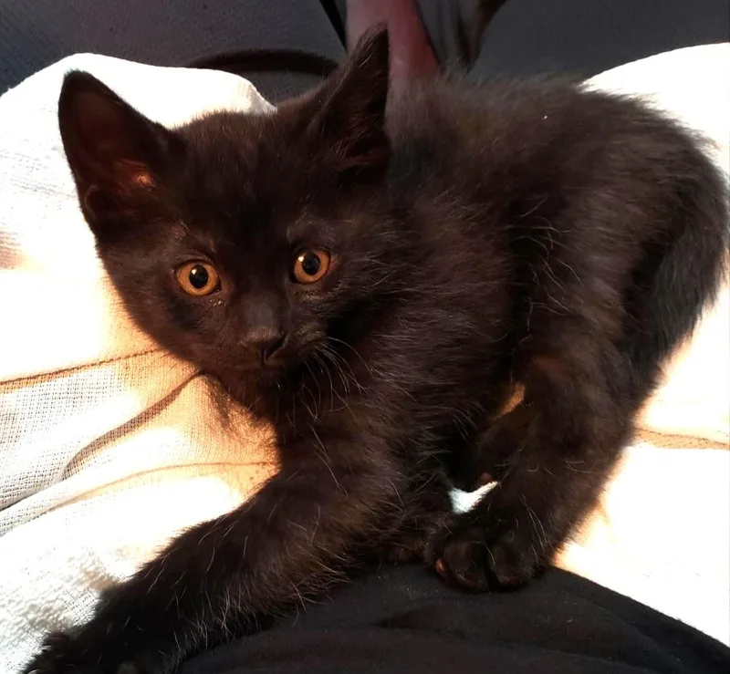 A baby medium-sized female Black Domestic Short Hair cat named Ravyn for adoption in East Brunswick, NJ