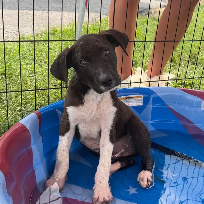 A baby medium-sized male Black Labrador Retriever dog named Hammy for adoption in Duck River, TN