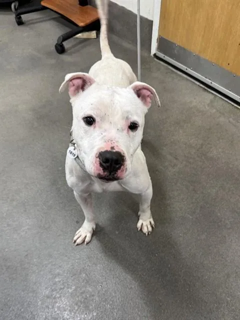 An adult medium-sized male American Bulldog dog named Rice Krispy for adoption in Upper Marlboro, MD