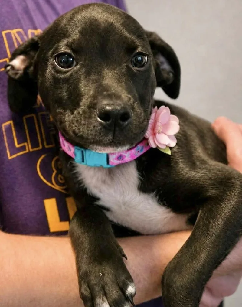 A baby medium-sized female Labrador Retriever dog named Vera for adoption in Manchester, CT