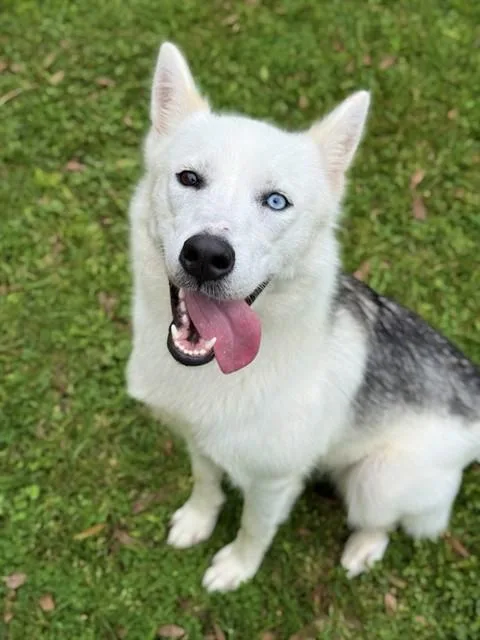 A young large-sized female Siberian Husky dog named Tiana for adoption in Sugar Land, TX