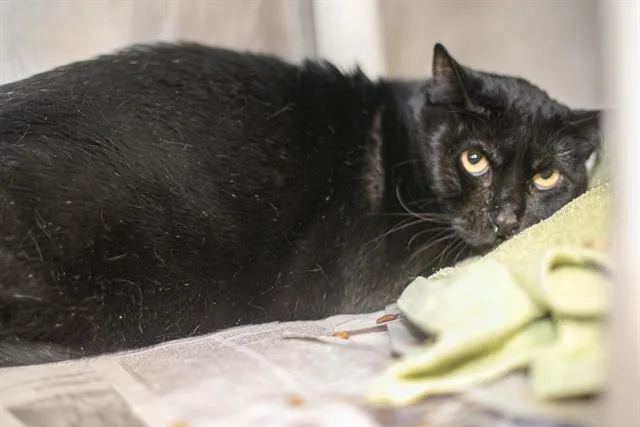 An adult medium-sized female Domestic Short Hair cat named Pooty for adoption in Charlotte, NC