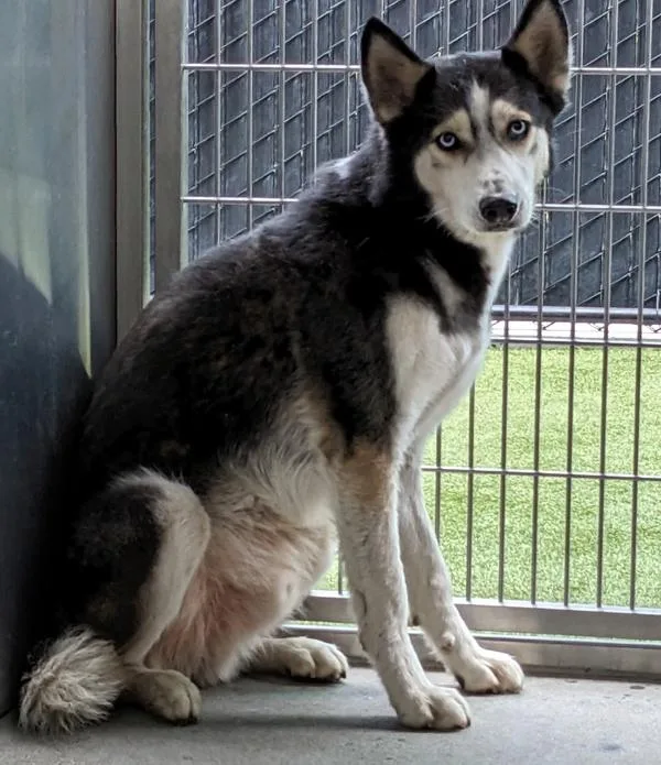 An adult large-sized male Siberian Husky dog named Itzcuintli for adoption in El Cajon, CA