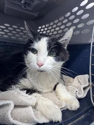 An adult medium-sized female Domestic Short Hair cat named Chrysanthemum for adoption in West Chester, PA