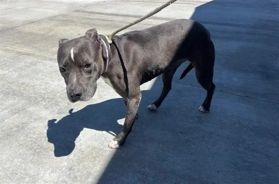 An adult large-sized female Pit Bull Terrier dog named Lucy for adoption in Lancaster, CA