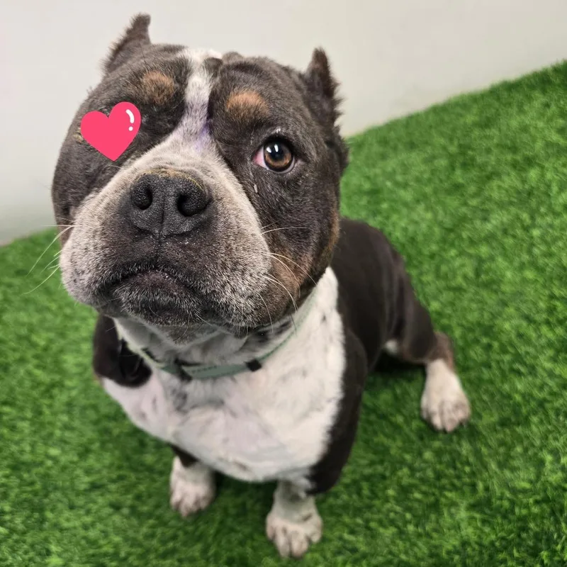 An adult medium-sized male Brown / Chocolate American Bulldog dog named Jack for adoption in Columbia, MO