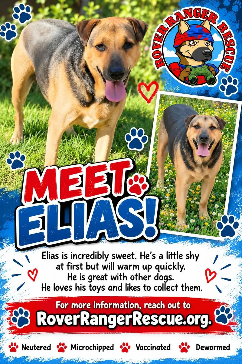 An adult medium-sized male Apricot / Beige German Shepherd Dog named Elias for adoption in Wrightwood, CA