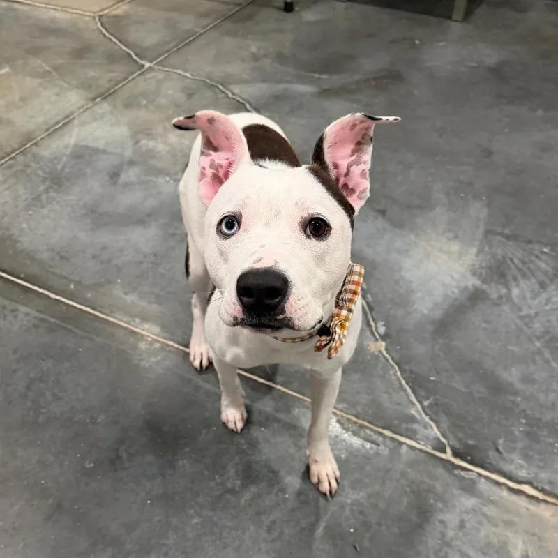 A young medium-sized female White / Cream Pit Bull Terrier dog named Poppy for adoption in Fairmont, WV