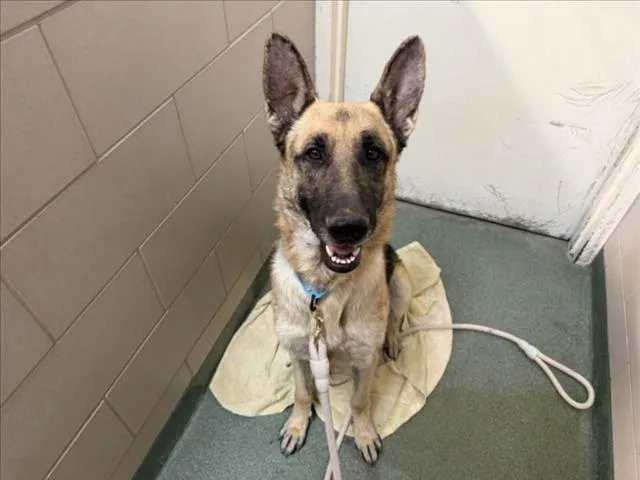 An adult large-sized male German Shepherd Dog dog named Rex for adoption in Santa Fe, NM