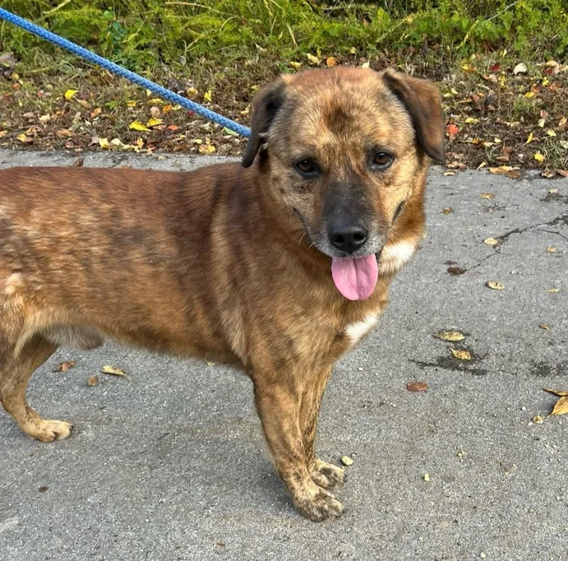 An adult large-sized male Mixed Breed dog named Duke for adoption in Lawrenceburg, TN