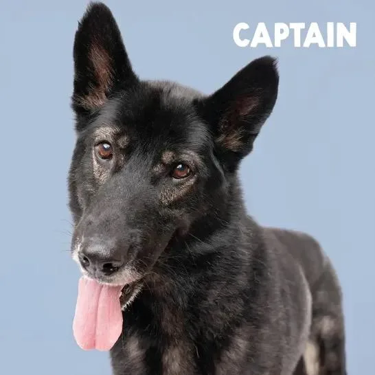 Captain