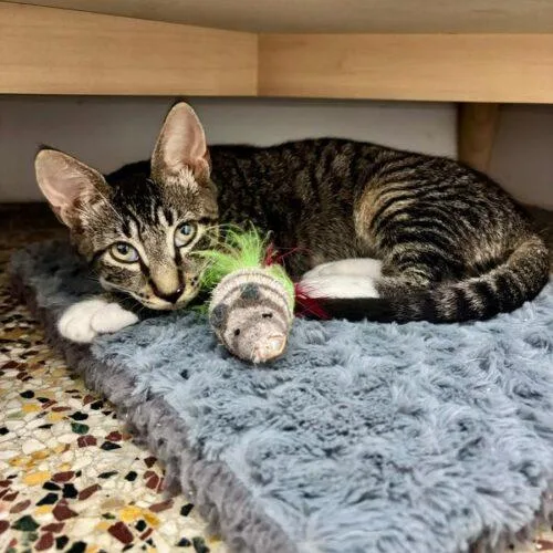 A baby small-sized male Tabby (Brown / Chocolate) Domestic Short Hair cat named Petri for adoption in Tampa, FL